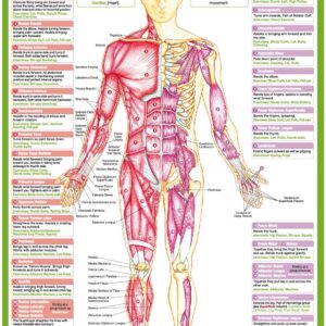Muscle Anatomy Anterior Wall Chart Poster