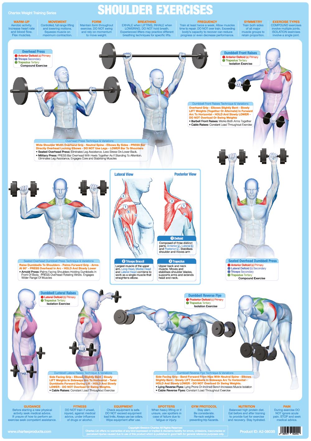 WEIGHT TRAINING BODYBUILDING EXERCISE POSTER – SHOULDER MUSCLES