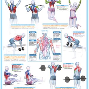 WEIGHT TRAINING BODYBUILDING EXERCISE POSTER – BACK MUSCLES